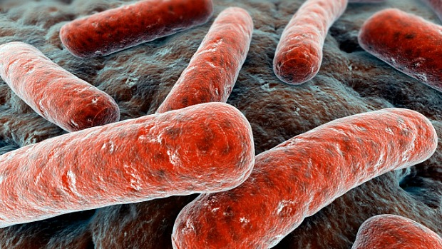 Os cientistas da Inglaterra usaram a E. Coli, uma bactéria encontrada no intestino humano, para construir um 'circuito biológico' que se comporta de maneira semelhante ao equivalente eletrônico