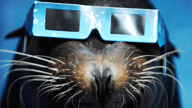 <p>Leão-marinho usa óculos especiais para ver o eclipse solar em Tóquio, no Japão</p>