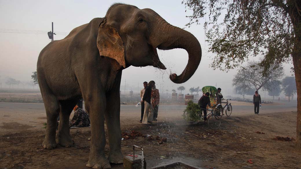 Elefante em Allahabad, na Índia: 20 milhões de anos de evolução para chegar a esse tamanho