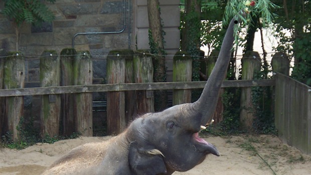 Elefante de nove anos de idade mostra que pode planejar ações com ferramentas para obter comida