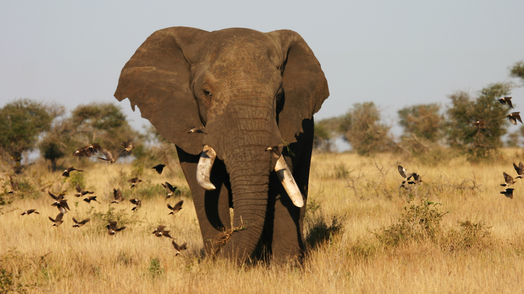 Cientistas detectam como os elefantes se comunicam