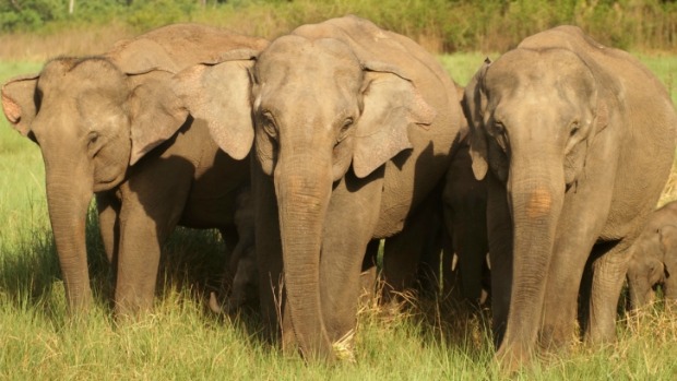 Elefantas tendem a relembrar amizades antigas em temporadas difíceis