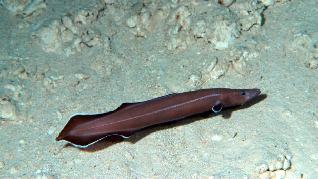 O animal tem até 9 centímetros de comprimento e foi encontrado no Oceano Pacífico