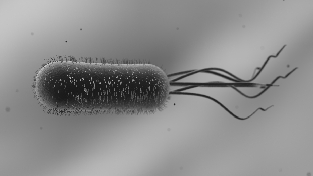 Surto de E. coli: a bactéria pode causar infecções sérias que afetam a corrente sanguínea, os rins e, em casos graves, o sistema nervoso
