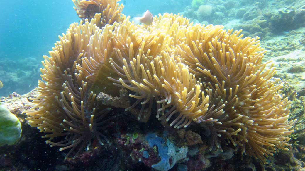 Nova espécie do gênero de corais Efllatounaria exibe partes arredondadas cobertas com longos tubos de pólipos onde algas vivem em simbiose