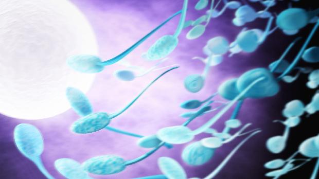 Fertilização artificial: com a nova técnica, o esperma é "lavado" antes de fecundar o óvulo