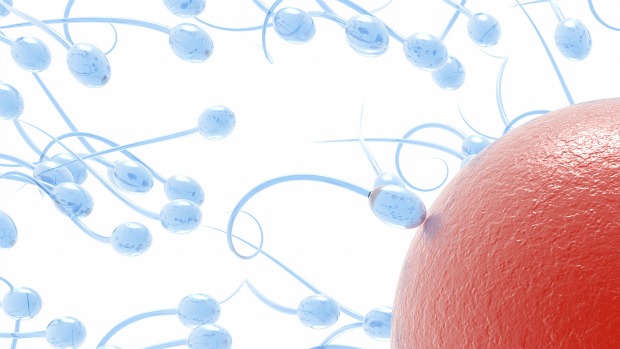 Para os pesquisadores americanos, a chave para a pílula anticoncepcional masculina está na compreensão,a nível molecular, do mecanismo que faz com que o espermatozoide fertilize o óvulo.