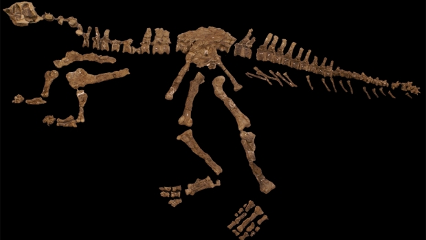Esqueleto Patagonia