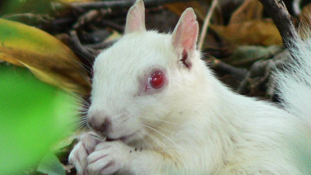 Um esquilo albino foi fotografado na África do Sul; o animal albino tem uma vida curta, pois é facilmente observado pelos predadores