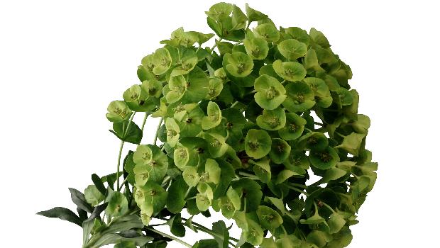 Euphorbia peplus