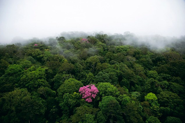 <p>Ipê-roxo na montanha de Kaw, Guiana (4°30’ N – 52°00’ O)</p> <p>Ipê-roxo na montanha de Kaw, Guiana (4°30’ N – 52°00’ O)</p>
