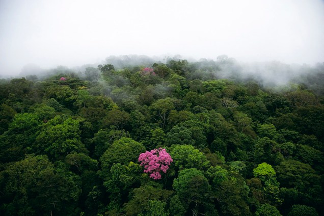 <p>Ipê-roxo na montanha de Kaw, Guiana (4°30’ N – 52°00’ O)</p>