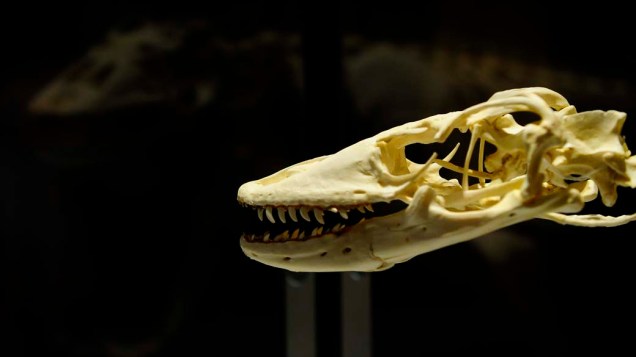 <p>Esqueleto de um dinossauro na exposição "Os Maiores Dinossauros do Mundo", em Nova York</p>