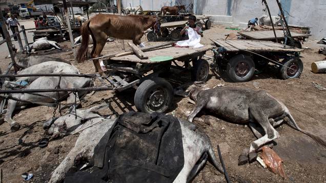 Dezenas de animais foram mortos durante um ataque ao campo de refugiados de Jabalia, no norte da Faixa de Gaza, em 30/07/2014