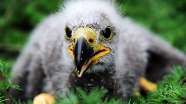 <p>Filhote de águia se senta no ninho em um parque de animais selvagens em Eekholt, norte da Alemanha</p>