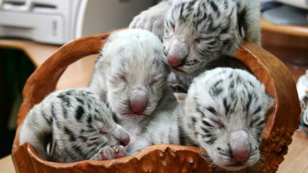 <p>Zoológico Skazka, em Yalta, na Ucrânia, exibe imagem de quatro filhotes de tigresa albina ‘Tigrylia’, que nasceram no complexo no último domingo (6). Um dos bichinhos puxou a mãe e também é um raro tigre albino</p>