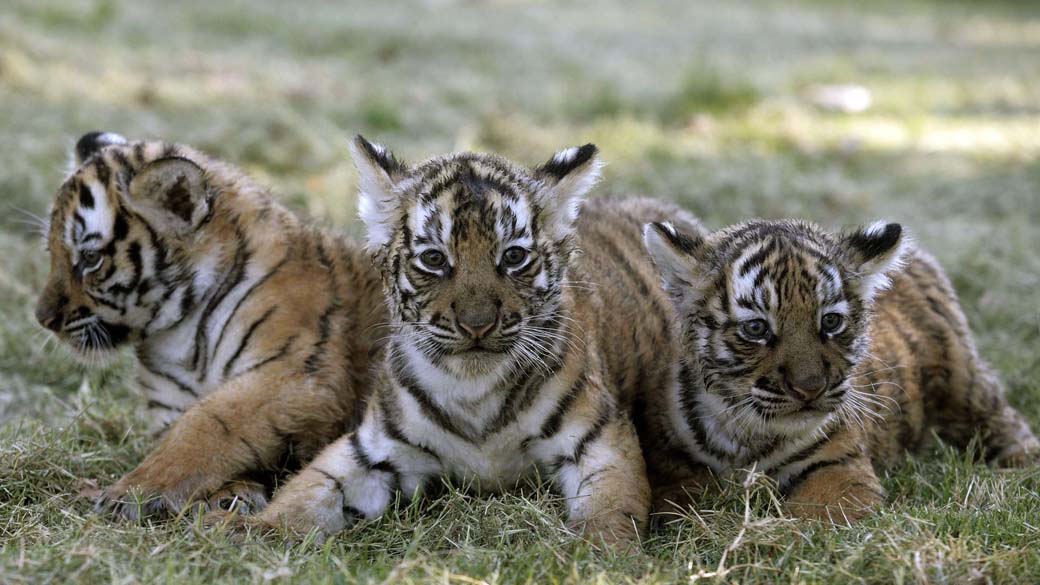 Cerca de 100.000 tigres existiam em 1900. Hoje, o número não passa de 3.200