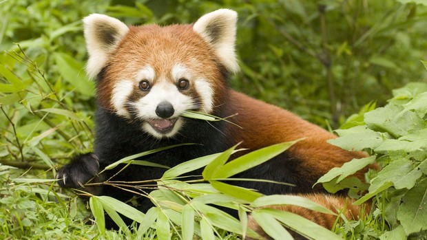 Panda vermelho, firefox