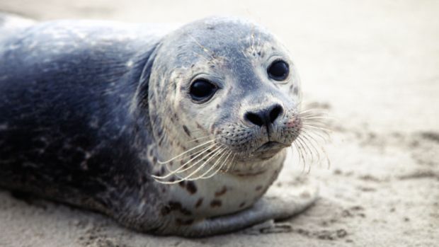 Novo Virus Da Gripe E Encontrado Em Focas Veja