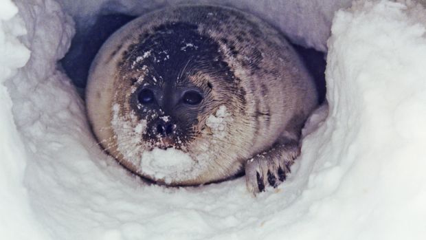 Foca anelada