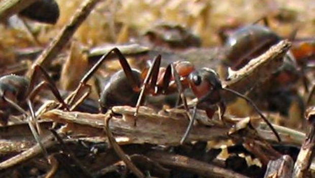Formica polyctena: espécie de formiga consegue fazer contas simples