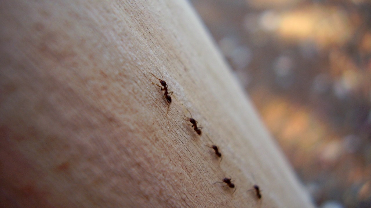Sobrevivência das formigas depende de seu grupo, de forma semelhante aos humanos