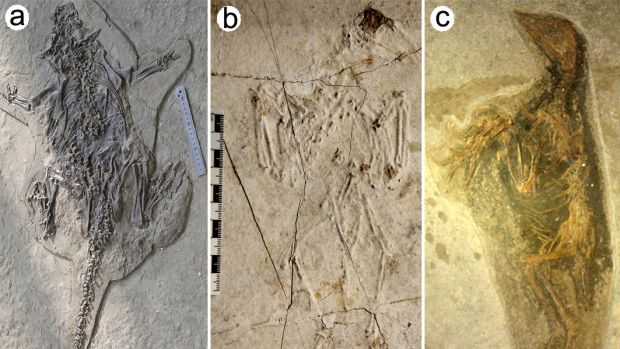 Fósseis chineses: da esq para a dir, um psitacossauro, dinossauro herbívoro, e dois Confuciusornis, um tipo de ave primitiva