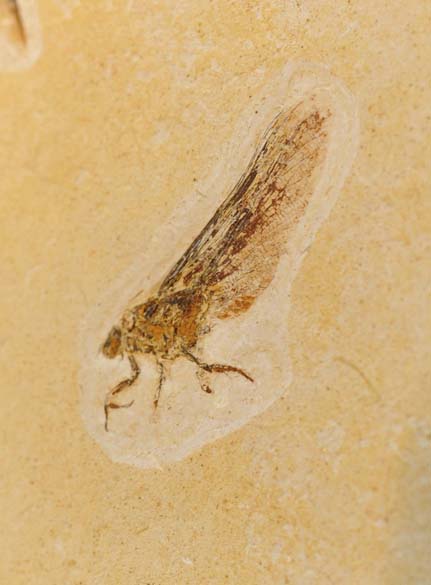 <p>Há 120 milhões de anos, no início do Peíodo Cretáceo, alguns insetos eram assim</p>