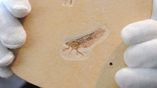 <p>Fóssil recém-descoberto do inseto "quimera", no Museu de História Natural de Stuttgart, Alemanha</p>