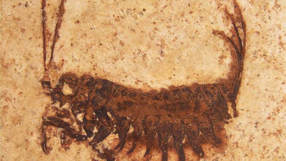 <p>A larva desse inseto pré-histórico possui de 10 a 32 milimetros de comprimento</p>