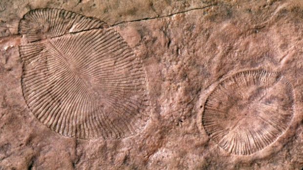 fósseis Gregory Retallack líquens vida marinha terrestre