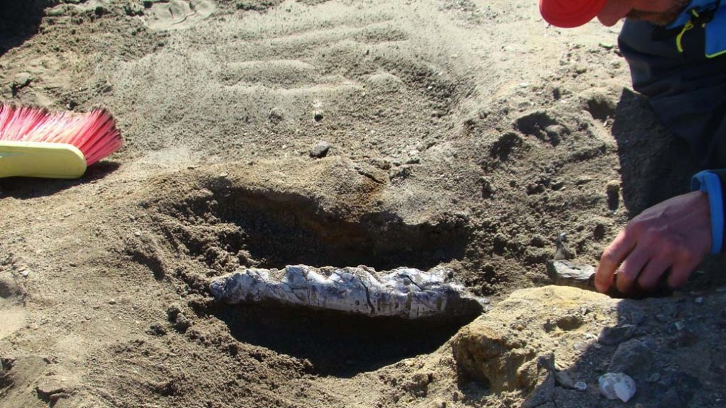 Fóssil de baleia primitiva de 49 milhões de anos encontrado na Antártida