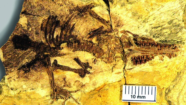 Fóssil do Juramaia sinensis, o mais antigo mamífero placentário já encontrado