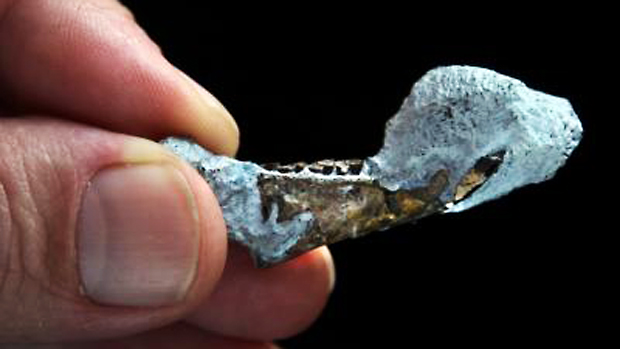 Fóssil de mandíbula da mais antiga chinchila, ancestral da chinchila moderna