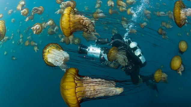 <p>Mergulhador no meio das medusas, Chrysaora fuscescens, Califórnia</p>