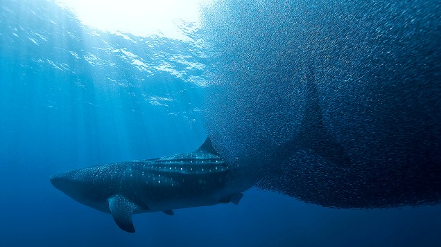 <p>Exposição "Oceanos" mostra 35 imagens inéditas e curiosas da vida aquática</p>