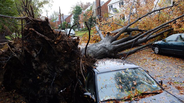 Árvores caídas nesta manhã em Washignton causado pela passagem do furacão Sandy