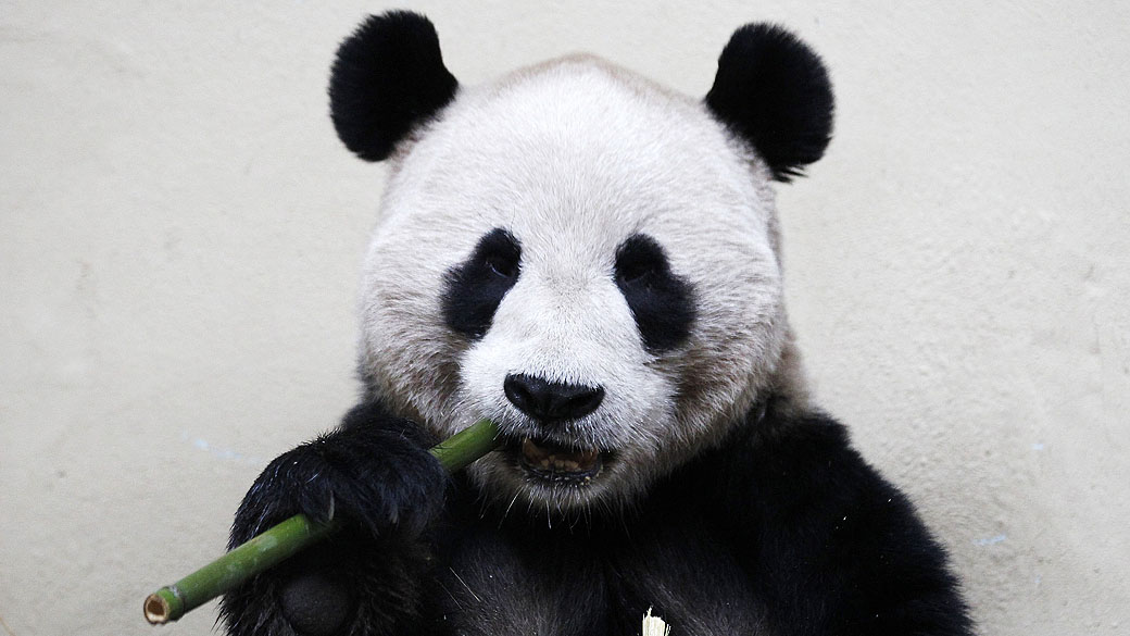 Yang Guang, panda gigante, mastigando um pedaço de bambu no zoológico de Edimburgo, Escócia