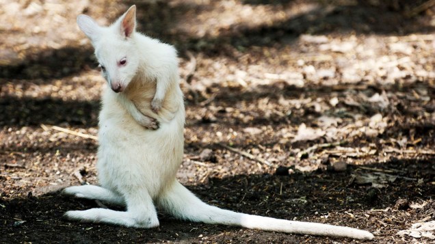 Filhote de canguru albino da espécie Dendrolagus bennettianus descansa no zoológico Garden of Nature em Szeged, Hungria