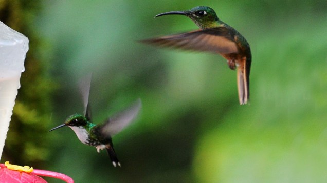 <p>Aves da espécie <em>Heliodoxa rubinoides</em> são vistas na reserva Paz de las Aves em Nanegalito, Equador</p>