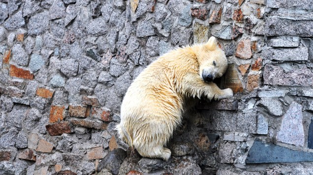 <p>Filhote de urso polar de apenas 5 meses, é apresentado para o público no Zoológico de São Petesburgo, Rússia</p>