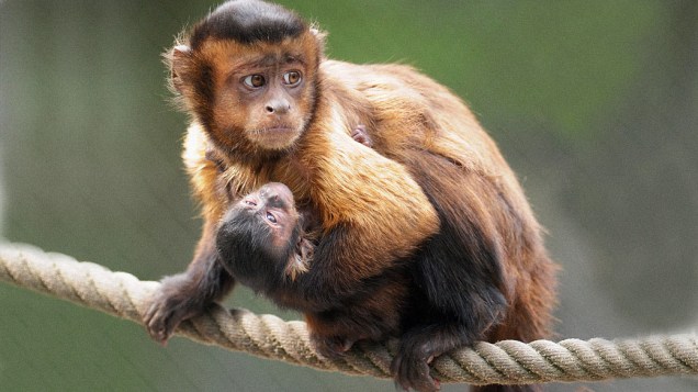 <p>Filhote de macaco-prego de oito dias de idade embalado por sua mãe no Serengeti Park, em Hodenhagen, oeste da Alemanha. Na natureza, esta espécie de macacos é encontrada na América do Sul</p>