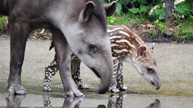 <p>Filhote de anta é acompanhada por um adulto durante sua primeira aparição em seu recinto ao ar livre no Tierpark Hagenbeck Zoo em Hamburgo, norte da Alemanha</p>