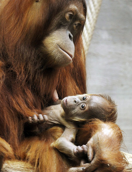 <p>O orangotango de Sumatra, chamado Cahaya segura seu filhote recém-nascido, Malou, no zoológico de Zurique, Suíça</p>
