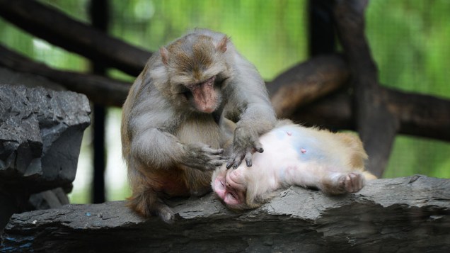 <p>Macaco asiático tira pulgas do companheiro no zoológico de Pequim, China</p>