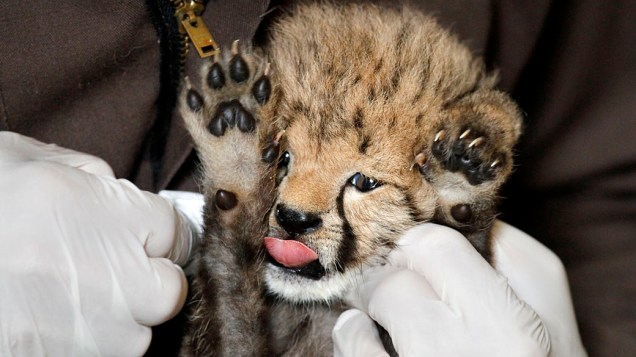 <p>Funcionário do zoológico Nacional de Washington limpa um filhote de guepardo de apenas um mês de vida, depois tê-lo alimentado com leite</p>