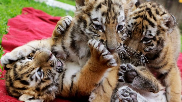 <p>Filhotes de tigre siberiano brincando em um zoológico particular em Abony, leste de Budapeste, Hungria</p>