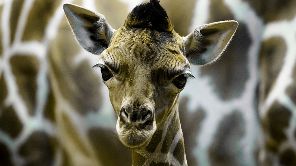 Um filhote de girafa com cinco dias de vida é fotografado no zoológico de Madri