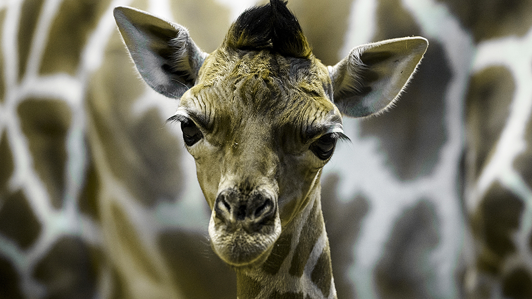 Um filhote de girafa com cinco dias de vida é fotografado no zoológico de Madri