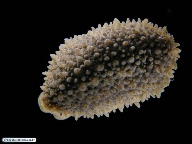 <p>O Onchidella indolens é um tipo de lesma marinha, também chamado "gastrópode pulmonado"</p>